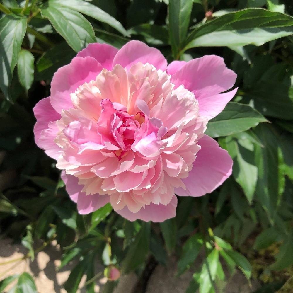 Meet your Posher, Kim